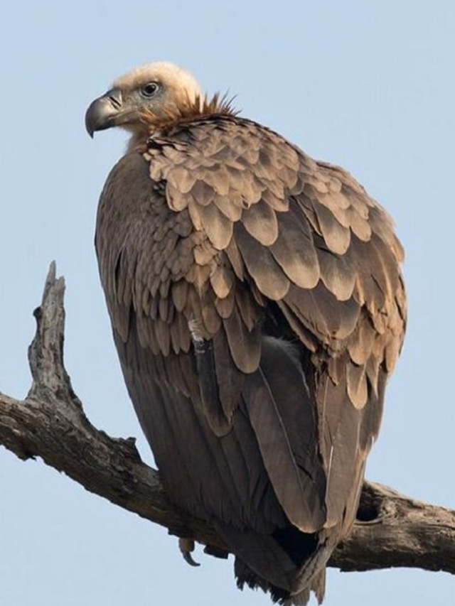 7 Majestic Birds of Prey That Inhabit Rugged Mountains