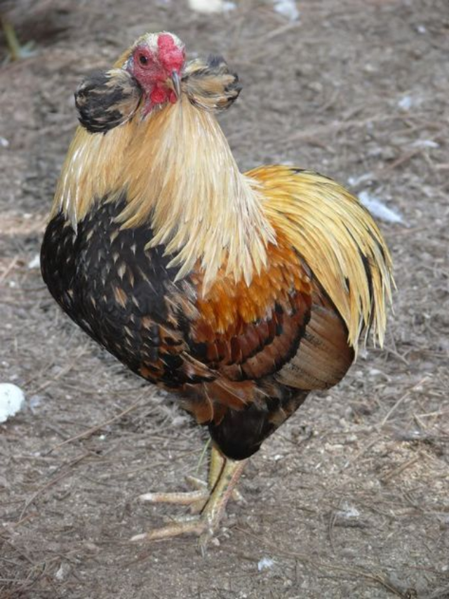 The Best Chickens for Beginners (That Lay Lots of Eggs)