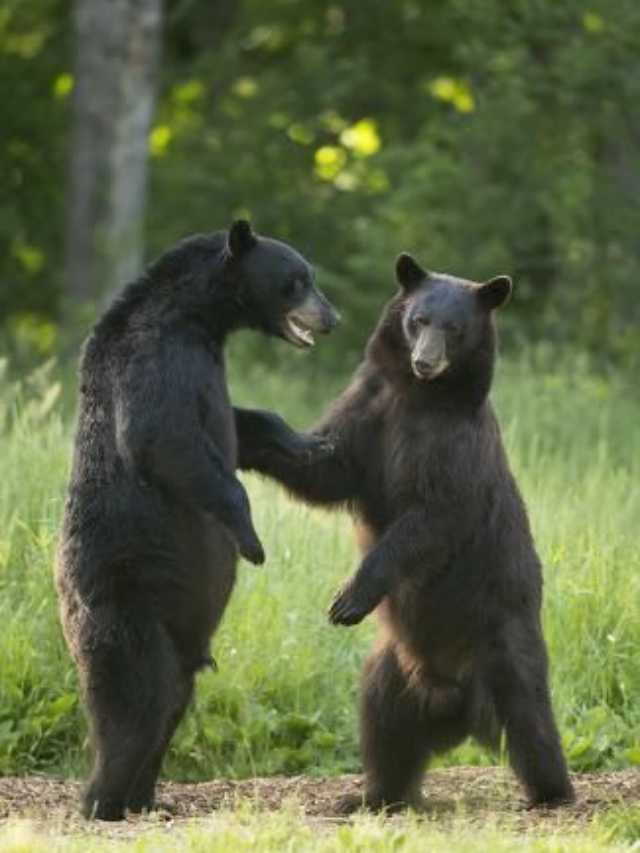 The Most Black Bear-Infested States in America